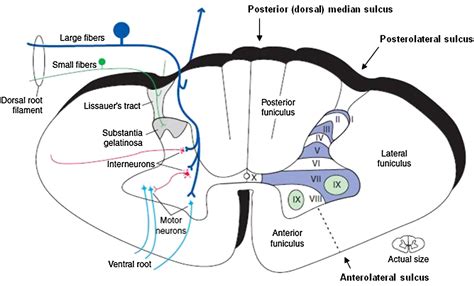 The Spinal Cord - Neurologic Clinics