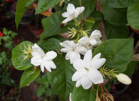 Jasmine Plant Care