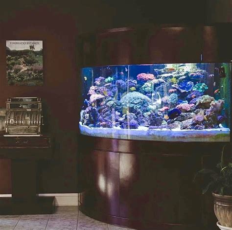 Corner Fish Tanks Aquariums