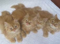 gatti persiani cuccioli cuccioli persiani petpassion gatti persiani cuccioli cuccioli persiani petpassion