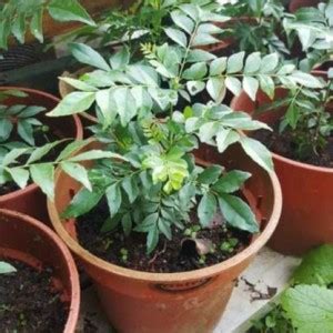 Starlink Curry Leaf Plant Price in India - Buy Starlink Curry Leaf ...