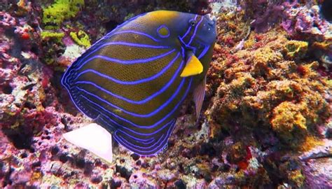 Tour por las playas de Koh Tao, Ko Pha-Ngan - Central de Reservas
