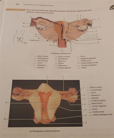 Uterus Diagram Side View