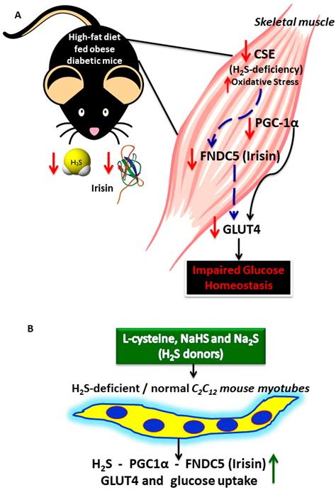 Hydrogen Sulfide Regulates Irisin and Glucose Metabolism in Myotubes ...