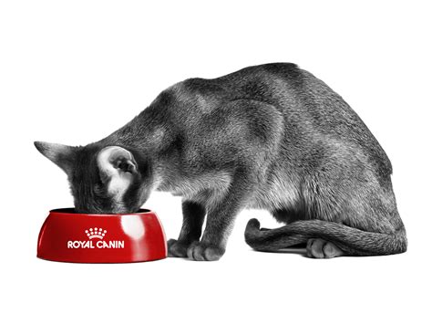 Kitten Development & Care | Royal Canin IN
