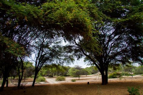 “Piura tiene el 72% de los bosques secos, un patrimonio fundamental ...
