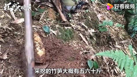 浙江景宁村民挖到“笋王”：一根竹鞭上长17颗竹笋 - 知乎