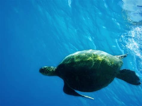 Boat Tours and Cruises in Oahu - Hellotickets
