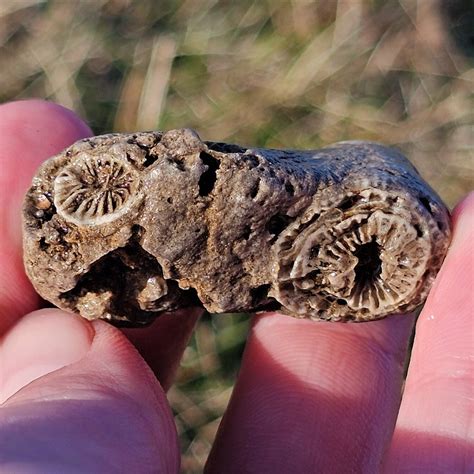 Double Rugosa Horn Coral Fossil, Rough Crinoidal Limestone, Great Lake ...