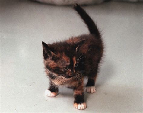 Kitten tests positive for rabies in Oneida County; multiple adults and ...