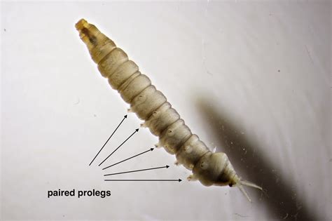Aquatic Crane Fly Larvae