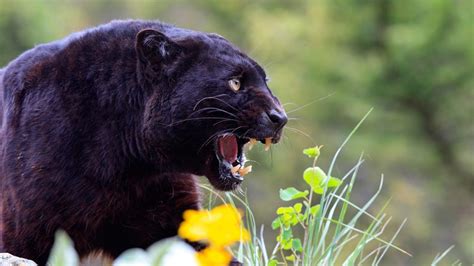 Rare black panther spotted in Odisha after 26 years | Condé Nast ...