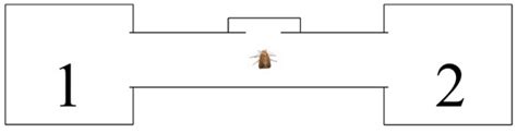 Spodoptera frugiperda Uses Specific Volatiles to Assess Maize ...