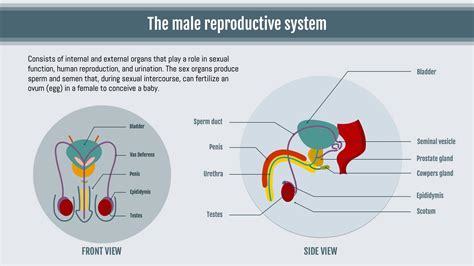 Reproductive System for Men 的图像结果