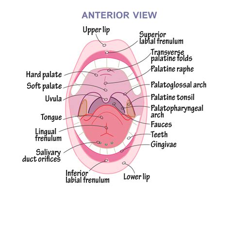Correctly Label The Following Anatomical Features Of The Oral Cavity ...