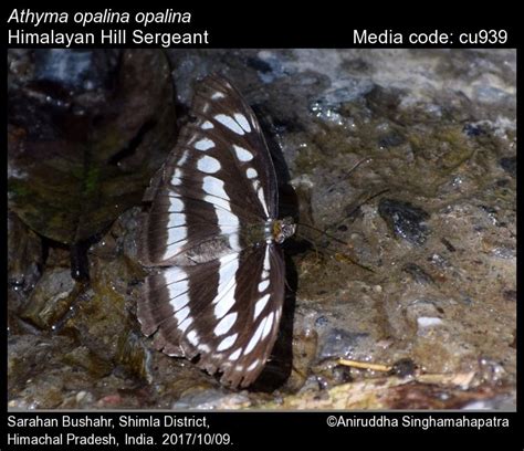 Athyma opalina (Kollar, [1844]) - Hill Sergeant | Butterfly