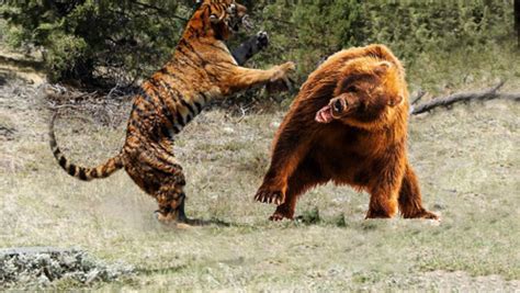 人熊是什么动物人能灬（人熊是什么动物类型） - 长跑生活