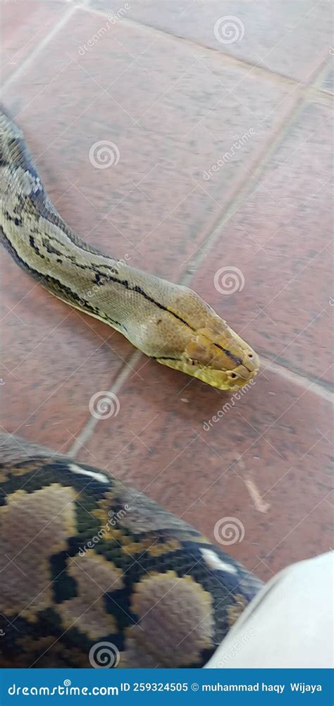 Image result for Reticulated Python Head