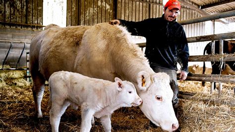 French cattle breeders in search of a new agricultural model