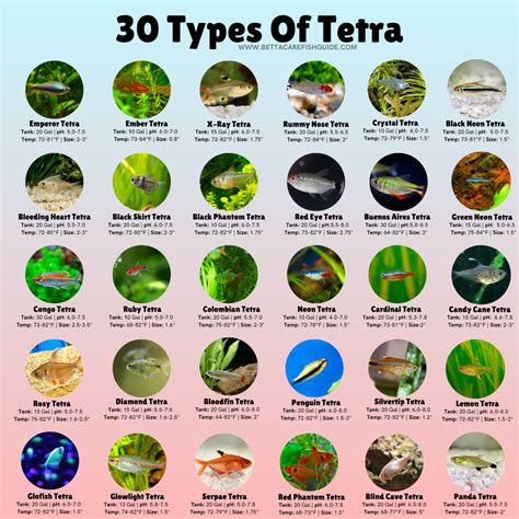 Tetra Fish Species