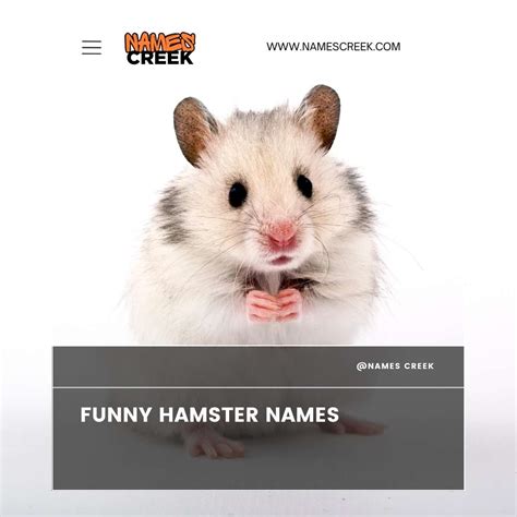 Female Hamster Names