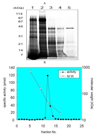 IJMS | Special Issue : Molecular Mechanisms of Skin Aging and Atopic ...
