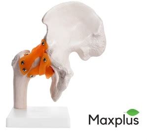 Max Plus | Hip Joint Model | With Ligaments | For Demonstration ...