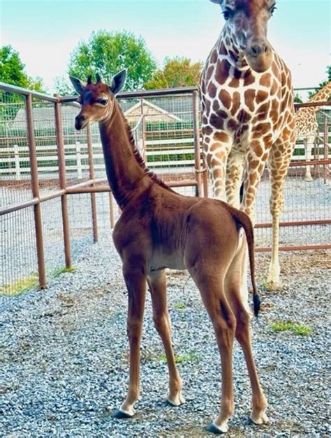 A ‘one-of-a-kind’ giraffe without spots born in July needs a name and ...