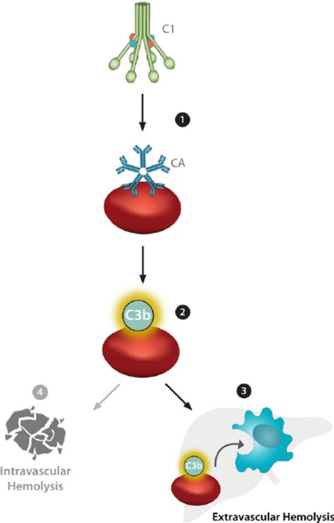 Classical Complement Pathway 的图像结果