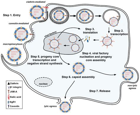Reovirus Activated Cell Death Pathways