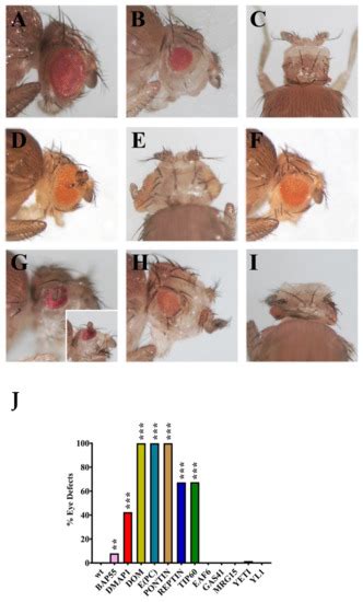 In Vivo Silencing of Genes Coding for dTip60 Chromatin Remodeling ...