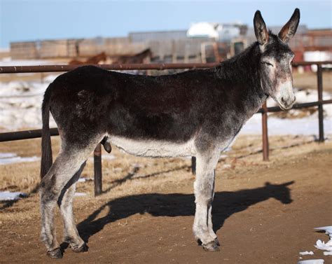 Starting to look like a mature mammoth jack 👀 : r/Donkeys