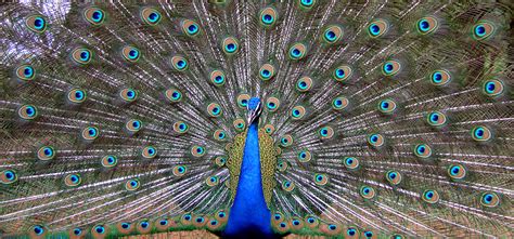 Odisha Tourism : Nandankanan