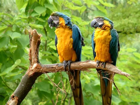 tree, yellow, vegetation, bird, day, branch, group of animals, jungle ...