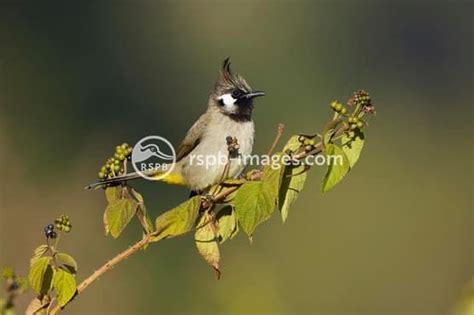 RSPB Skipton Group Presentation by Julian Sykes ‘Bhutan – Land of the ...