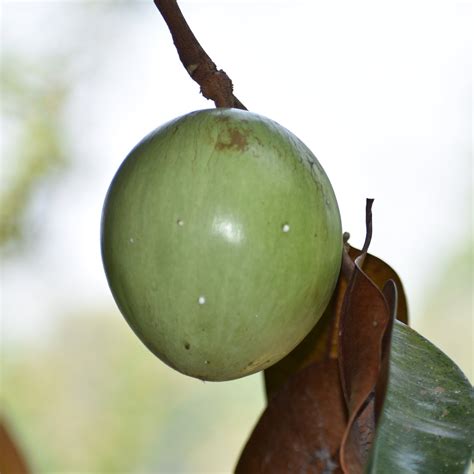 Green Star Apple Fruit Plants ( Chrysophyllum Cainito ) – veliyathgardens
