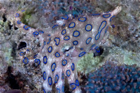 Download Blue Ringed Octopus Camouflage Wallpaper | Wallpapers.com