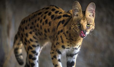 Are Ocelots Dangerous Pets