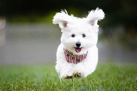 20 Easiest Dog Breeds You Can Train, According to Experts