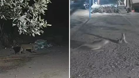 Pune Leopard Attack Video,साथी तो जान बचाकर भाग निकला, पर वो सोता रह ...