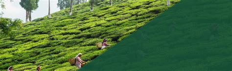 Buy A Fragrance Story's Darjeeling Eau De Parfum 50 ml Online at Low ...