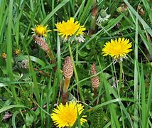 Image result for Yellow Spring Flowers