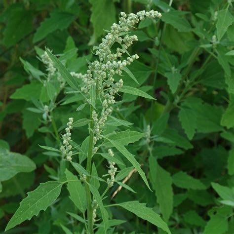 Chenopodium Album