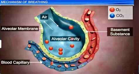 Basics of nutrition: Respiratory system – Plant Based Wellness Foundation