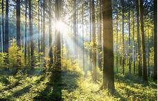 Forest Photo by Want To Fight Global Warming Just Plant More Trees For Forest Photo
