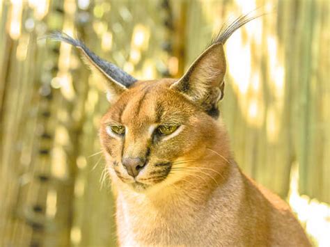 Necessary surveys - The enigmatic Caracal is in line to become India’s ...