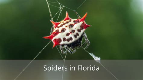 75 Types of Spiders in Florida (Pictures And Identification)