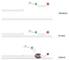 Image result for TaqMan Machine