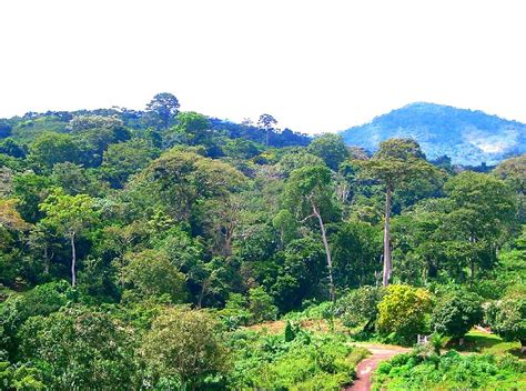 CIRCUIT DE RANDONNÉE DU MONT FÉBÉ (2026) All You Need to Know BEFORE ...