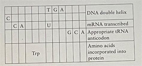Codon Table 的图像结果